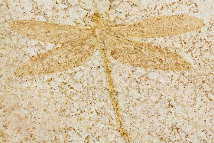 Fossil Dragonfly (Cymatophlebia) - Solnhofen Limestone #157231